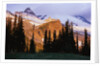 Mount Rainier and Evergreens by Anonymous