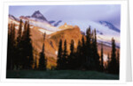 Mount Rainier and Evergreens by Anonymous