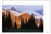 Mount Rainier and Evergreens by Anonymous