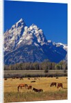 Horses Grazing near Teton Range by Anonymous
