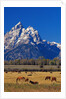 Horses Grazing near Teton Range by Anonymous