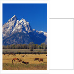 Horses Grazing near Teton Range by Anonymous
