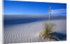 Soaptree Yucca Plant on Sand Dune by Anonymous