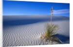 Soaptree Yucca Plant on Sand Dune by Anonymous