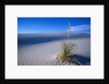 Soaptree Yucca Plant on Sand Dune by Anonymous