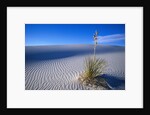 Soaptree Yucca Plant on Sand Dune by Anonymous