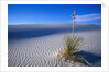 Soaptree Yucca Plant on Sand Dune by Anonymous
