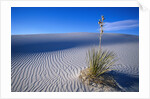 Soaptree Yucca Plant on Sand Dune by Anonymous