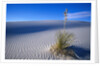Soaptree Yucca Plant on Sand Dune by Anonymous