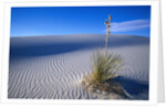 Soaptree Yucca Plant on Sand Dune by Anonymous