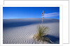 Soaptree Yucca Plant on Sand Dune by Anonymous