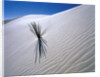 Plant Growing in Sand Dune by Anonymous