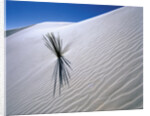 Plant Growing in Sand Dune by Anonymous