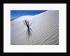 Plant Growing in Sand Dune by Anonymous