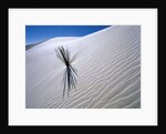Plant Growing in Sand Dune by Anonymous