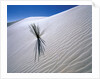 Plant Growing in Sand Dune by Anonymous
