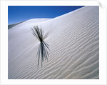 Plant Growing in Sand Dune by Anonymous