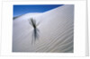 Plant Growing in Sand Dune by Anonymous
