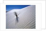 Plant Growing in Sand Dune by Anonymous