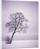 Lone Tree in Snow by Anonymous