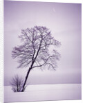 Lone Tree in Snow by Anonymous