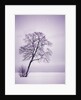 Lone Tree in Snow by Anonymous