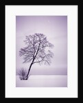 Lone Tree in Snow by Anonymous