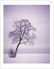 Lone Tree in Snow by Anonymous