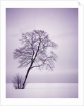 Lone Tree in Snow by Anonymous
