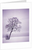 Lone Tree in Snow by Anonymous