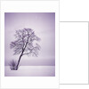 Lone Tree in Snow by Anonymous