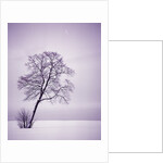 Lone Tree in Snow by Anonymous