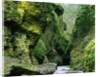 Moss Coating Oneonta Gorge by Anonymous