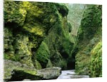 Moss Coating Oneonta Gorge by Anonymous