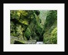 Moss Coating Oneonta Gorge by Anonymous