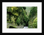 Moss Coating Oneonta Gorge by Anonymous
