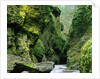 Moss Coating Oneonta Gorge by Anonymous
