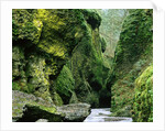 Moss Coating Oneonta Gorge by Anonymous
