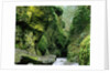 Moss Coating Oneonta Gorge by Anonymous