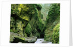 Moss Coating Oneonta Gorge by Anonymous