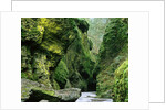 Moss Coating Oneonta Gorge by Anonymous