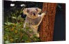 Koala in Tree by Anonymous