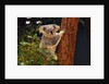 Koala in Tree by Anonymous