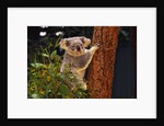 Koala in Tree by Anonymous