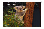 Koala in Tree by Anonymous