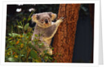 Koala in Tree by Anonymous