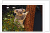 Koala in Tree by Anonymous