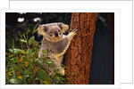 Koala in Tree by Anonymous