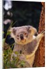 Koala in Tree by Anonymous
