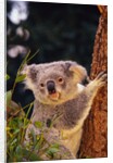 Koala in Tree by Anonymous
